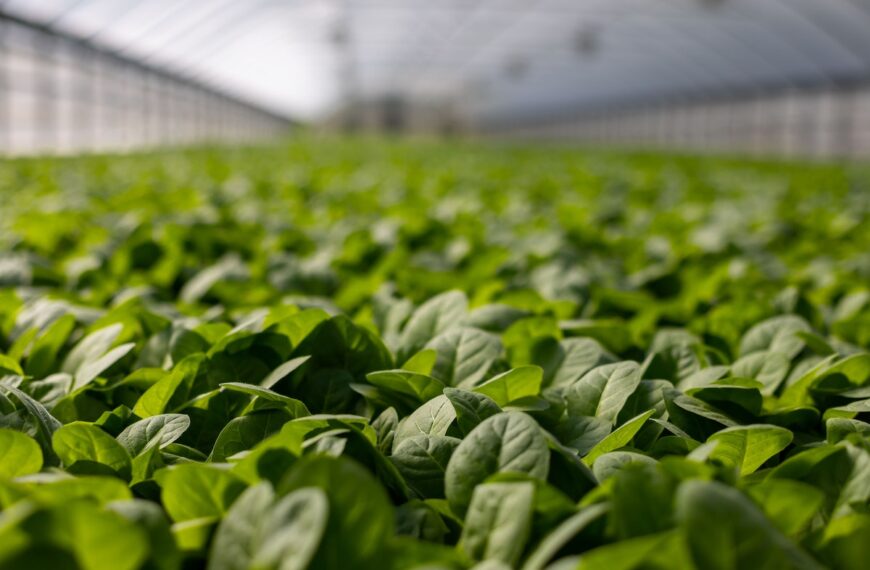 Illustration Image Greenhouse 01