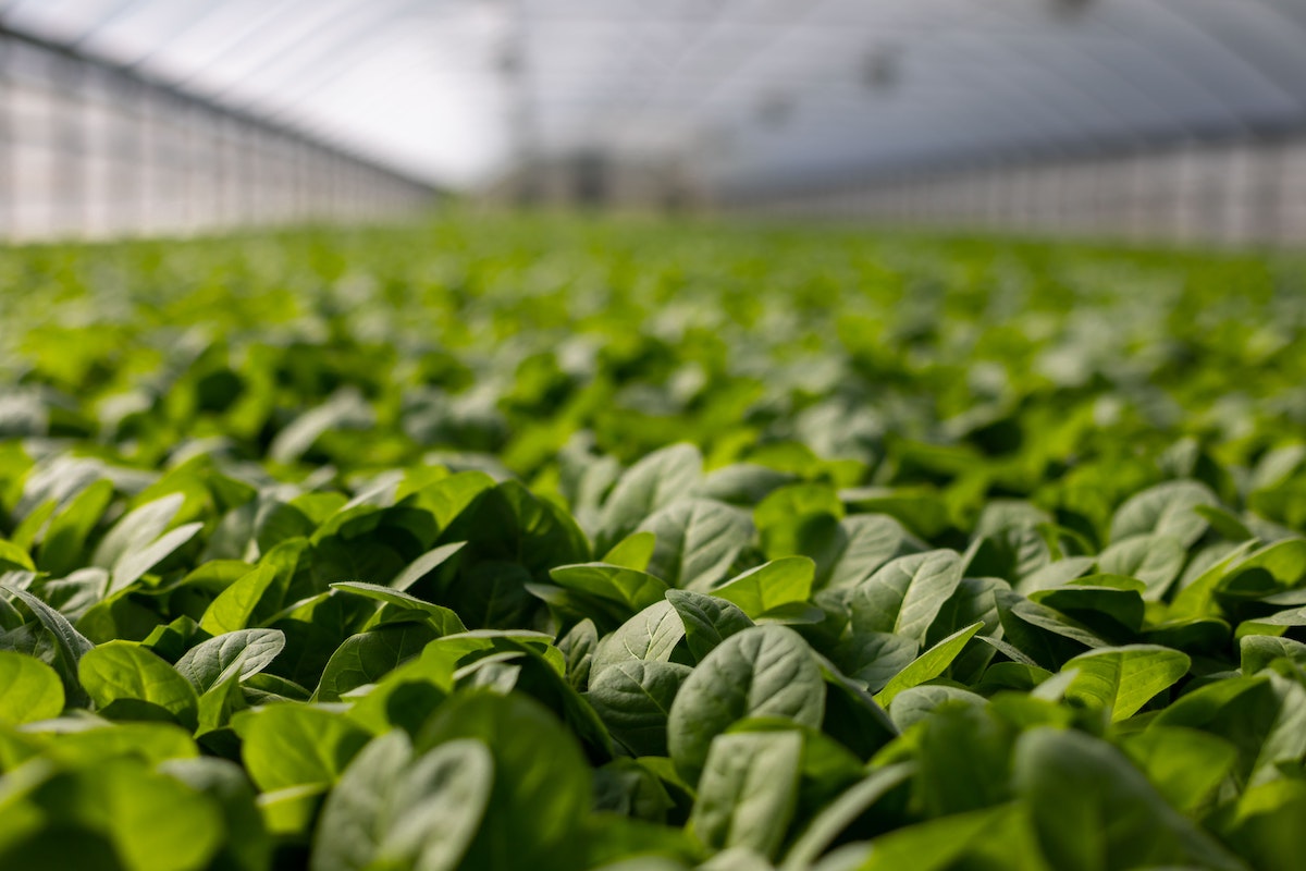 Illustration Image Greenhouse 01
